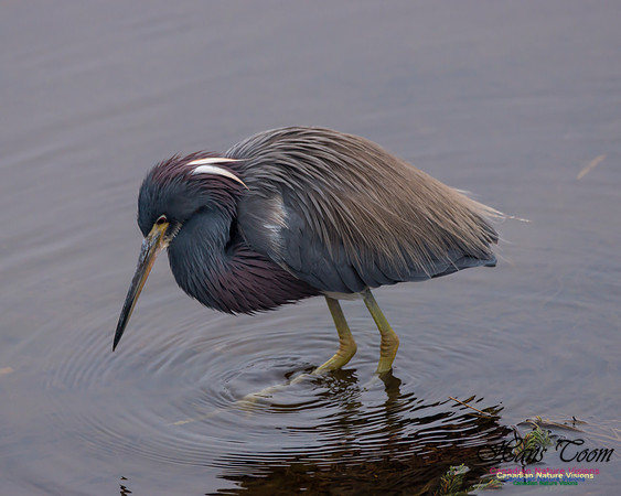 Tricoloured Heron 42