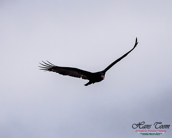 Turkey Vulture 104