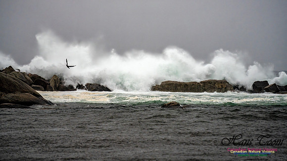 Nova Scotia Gale 2024-09-07 189