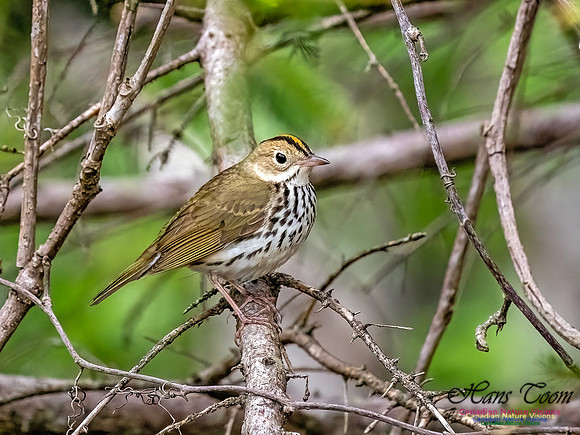 Ovenbird 702