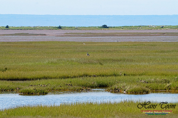 Blue Herons 2801