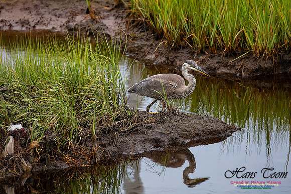 Great Blue Heron 217