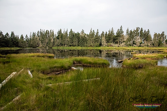 The Pond Looking to the West, Troop Island