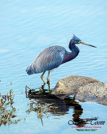 Tricoloured Heron 68