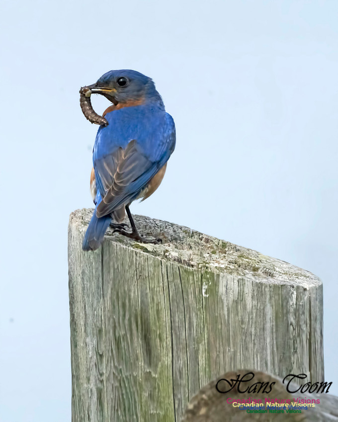 Eastern Bluebird 1004