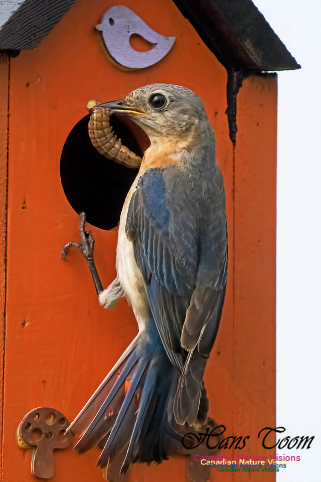 Eastern Bluebird 1003
