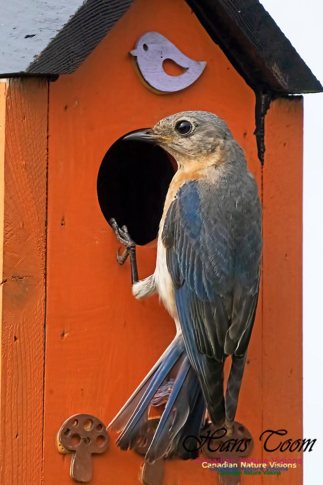 Eastern Bluebird 1002