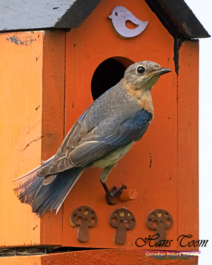 Eastern Bluebird 1005