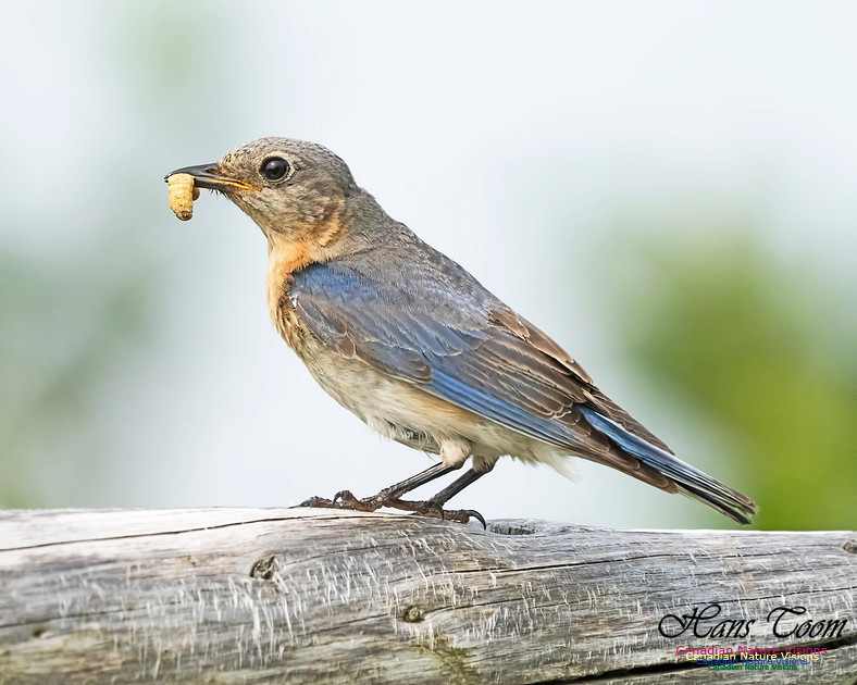 Eastern Bluebird 1001