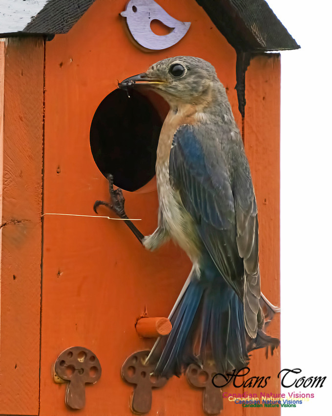 Eastern Bluebird 1007