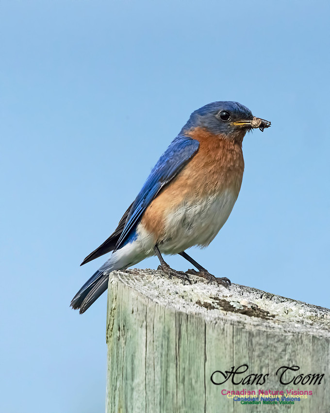 Eastern Bluebird 1000