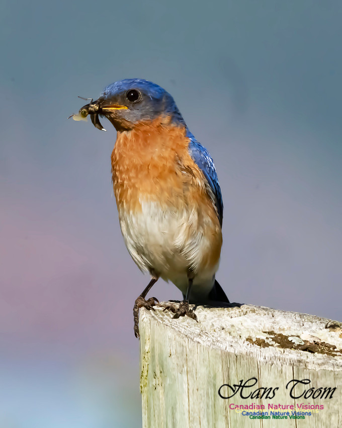 Eastern Bluebird 2002