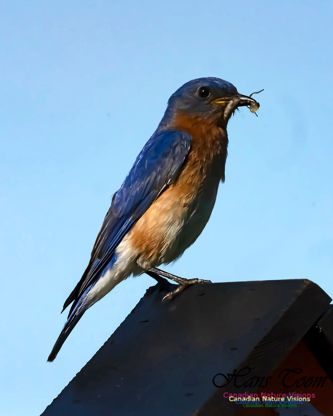 Eastern Bluebird 2003