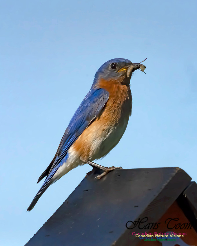 Eastern Bluebird 2004