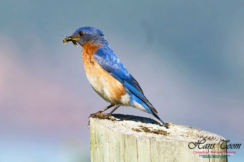 Eastern Bluebird 2001
