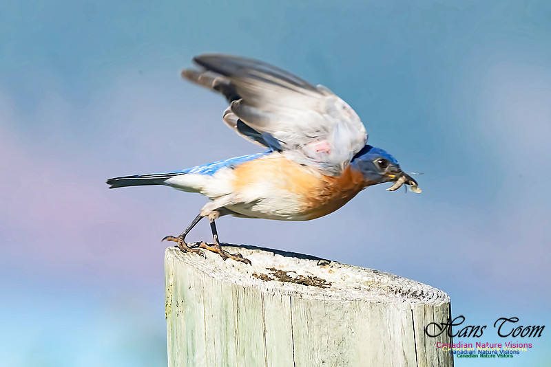 Eastern Bluebird 2000