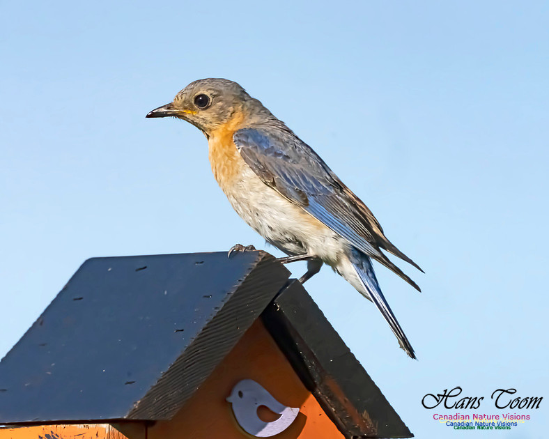 Eastern Bluebird 2005