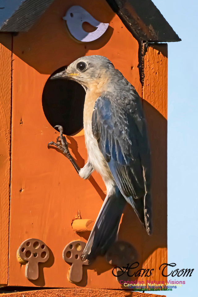 Eastern Bluebird 2006
