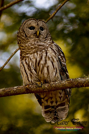Barred Owl