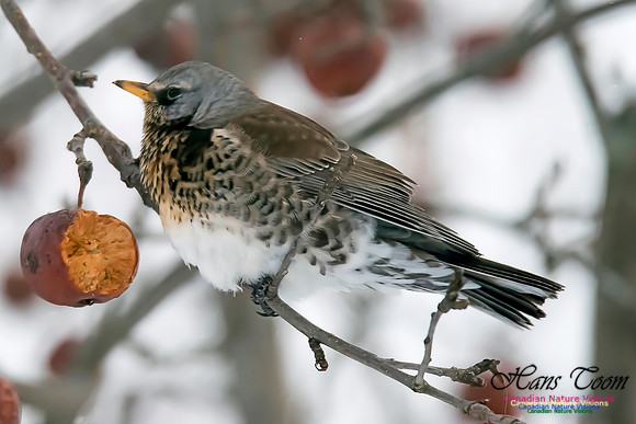 Fieldfare