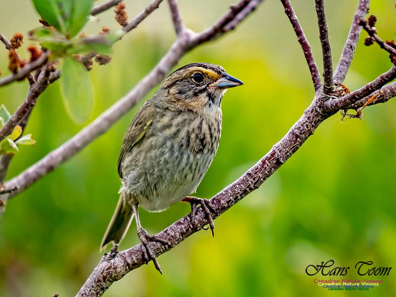 Nelson's Sparrow 4
