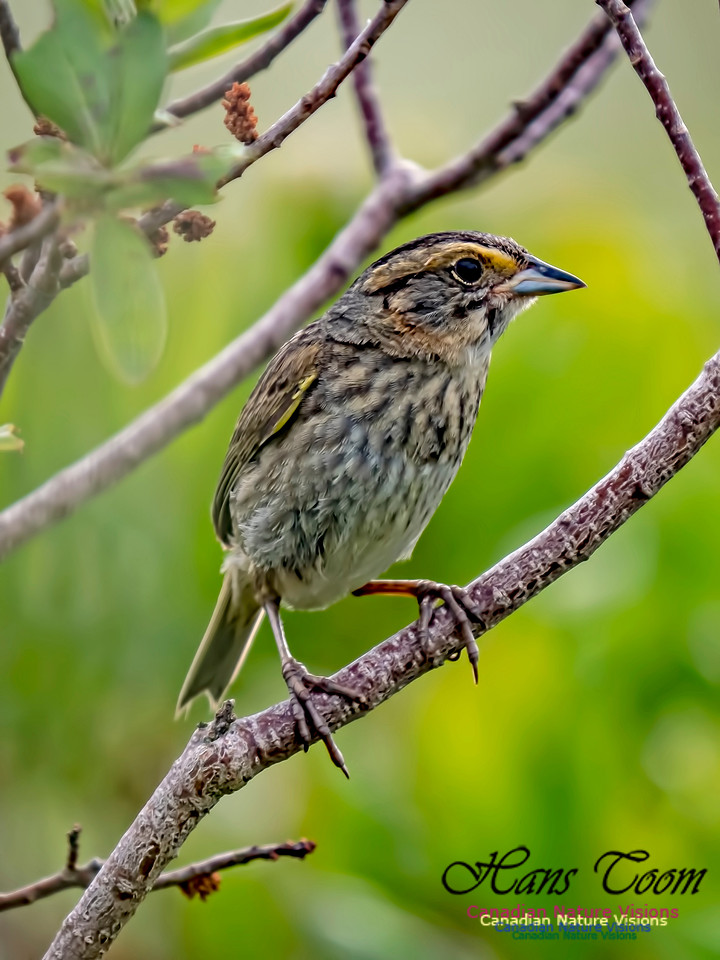 Nelson's Sparrow 5