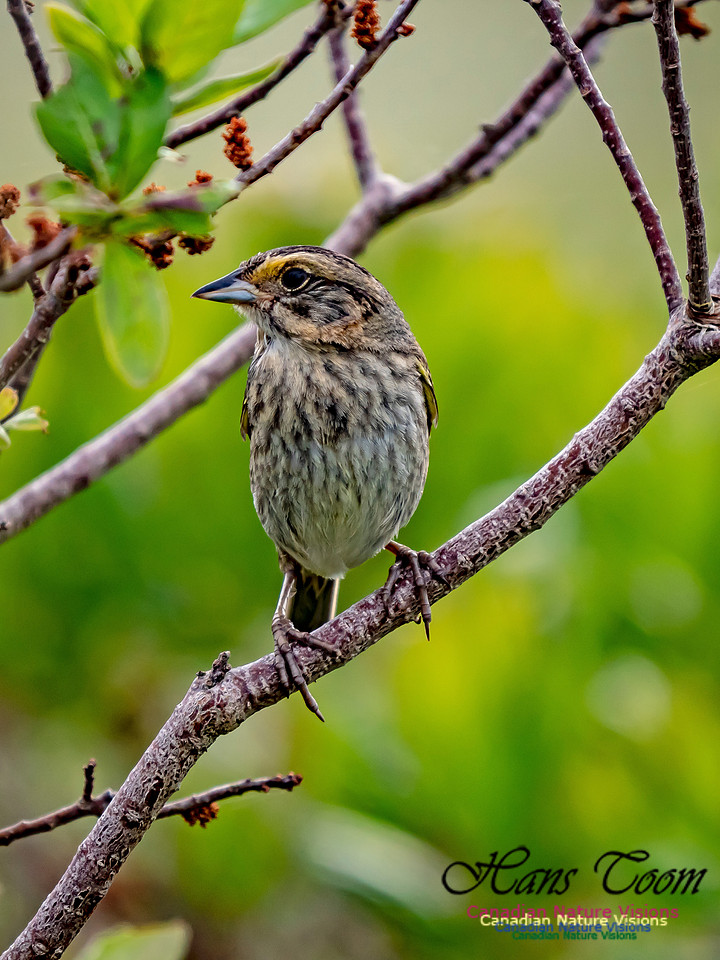 Nelson's Sparrow 3