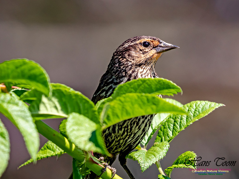 Nelson's Sparrow 6