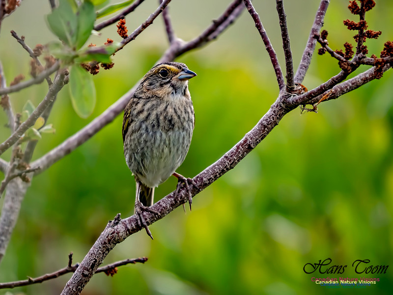 Nelson's Sparrow 1