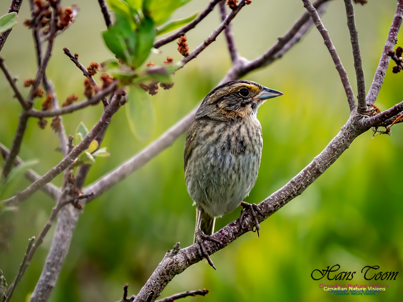 Nelson's Sparrow 2