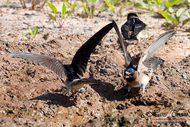 Cliff Swallow