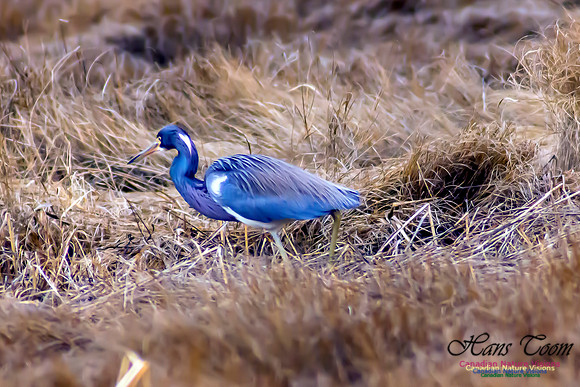 Tricoloured Heron 2