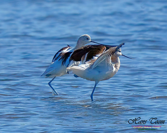 American Avocet 208