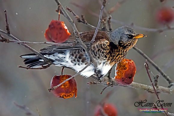 Fieldfare