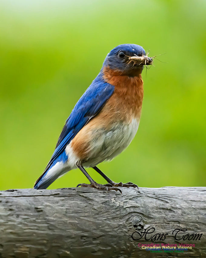 Eastern Bluebird 3000