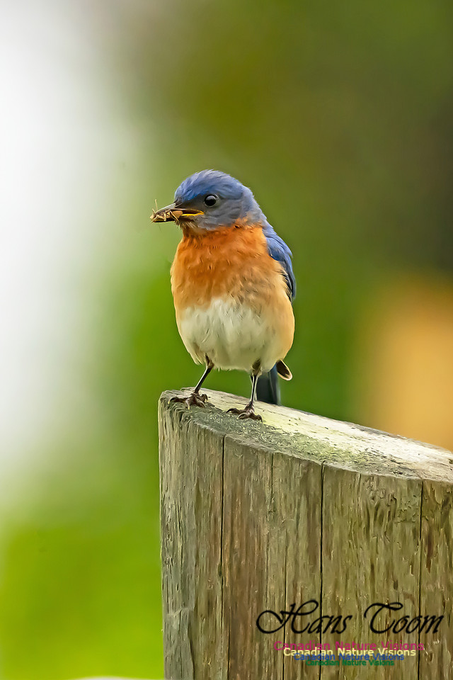Eastern Bluebird 3003