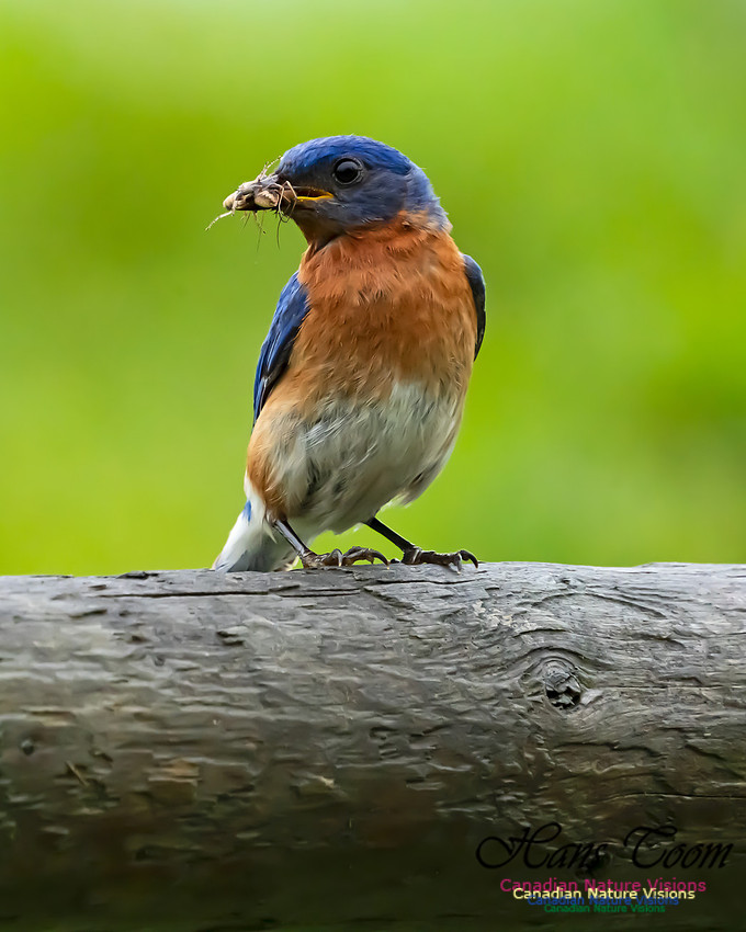 Eastern Bluebird 3001