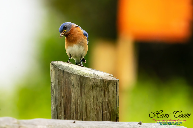 Eastern Bluebird 3004