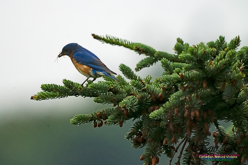 Eastern Bluebird 3002