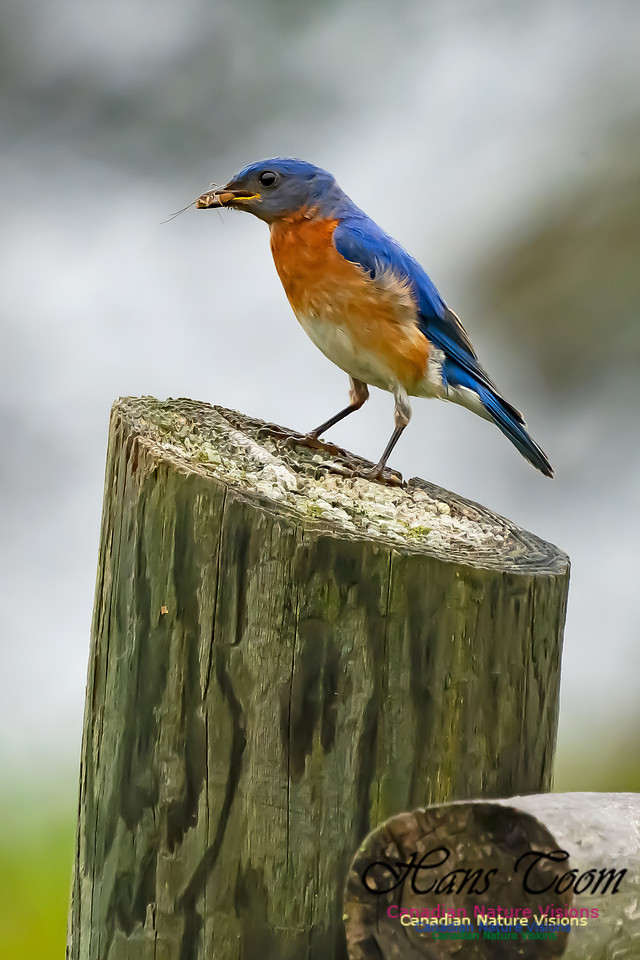 Eastern Bluebird 3005