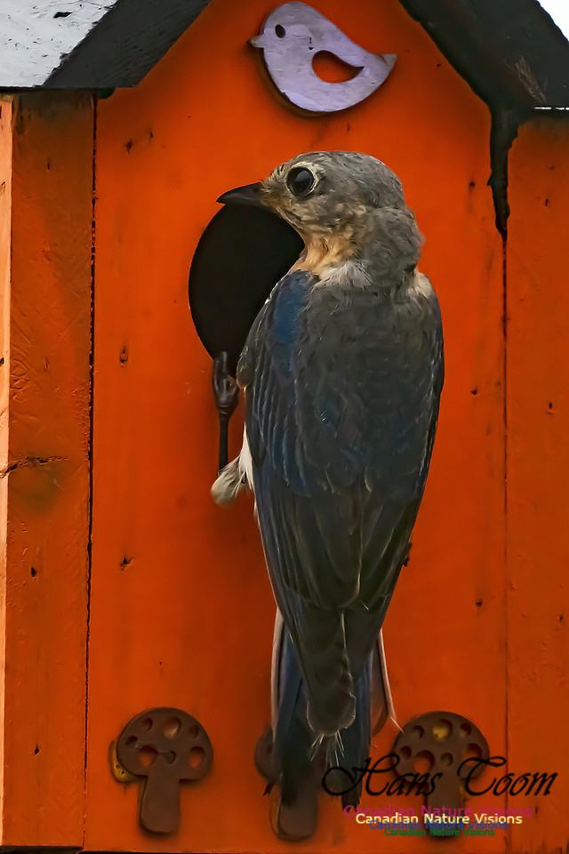 Eastern Bluebird 3006