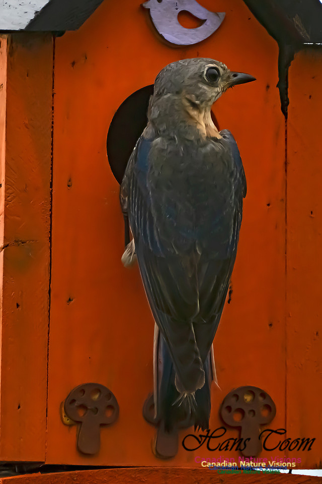 Eastern Bluebird 3007