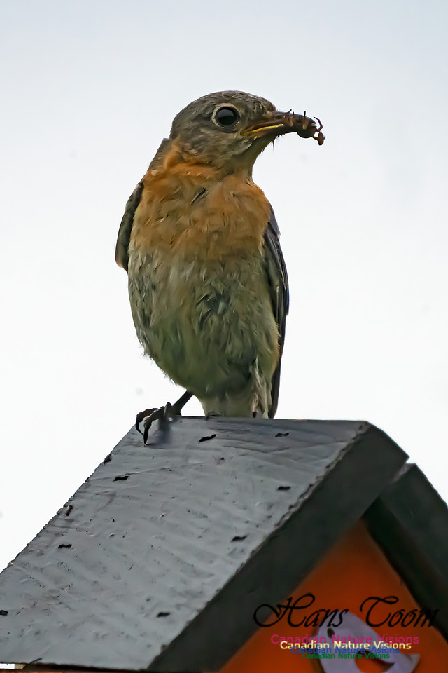 Eastern Bluebird 3008