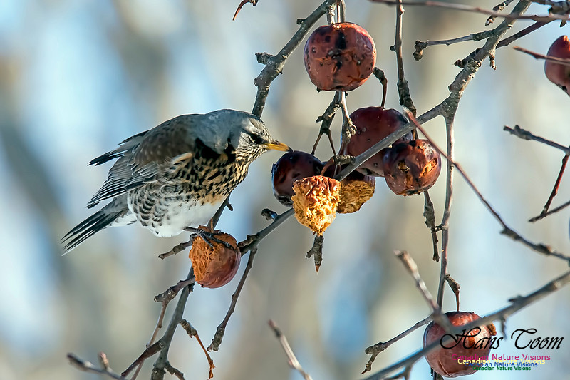 Fieldfare