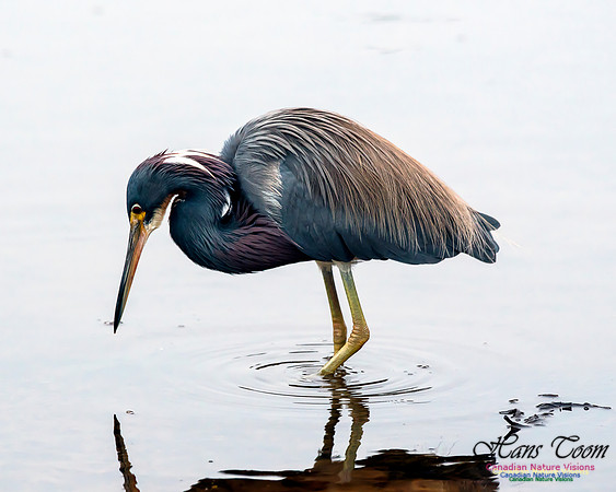 Tricoloured Heron 61
