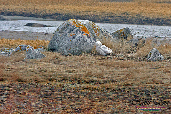 Snowy Owl