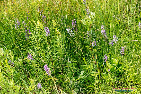 Large Purple Fringed Orchid