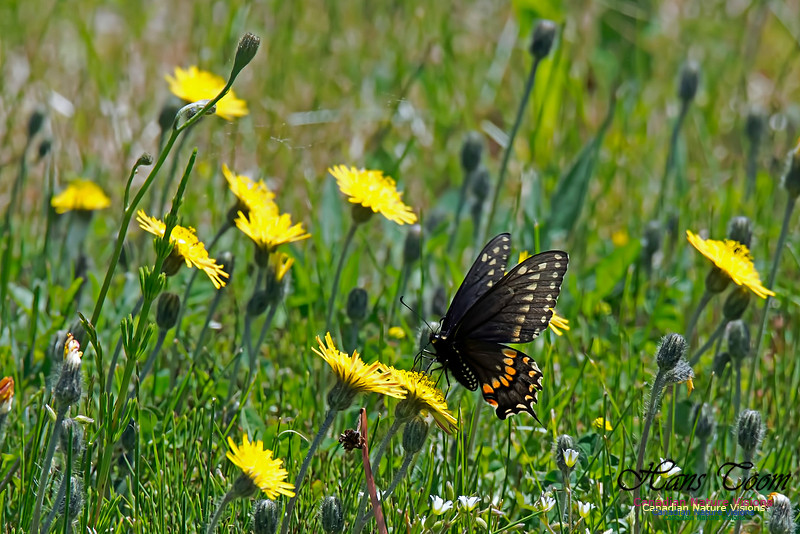 Black Swallowtail