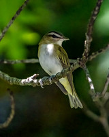 Blue-headed Vireo