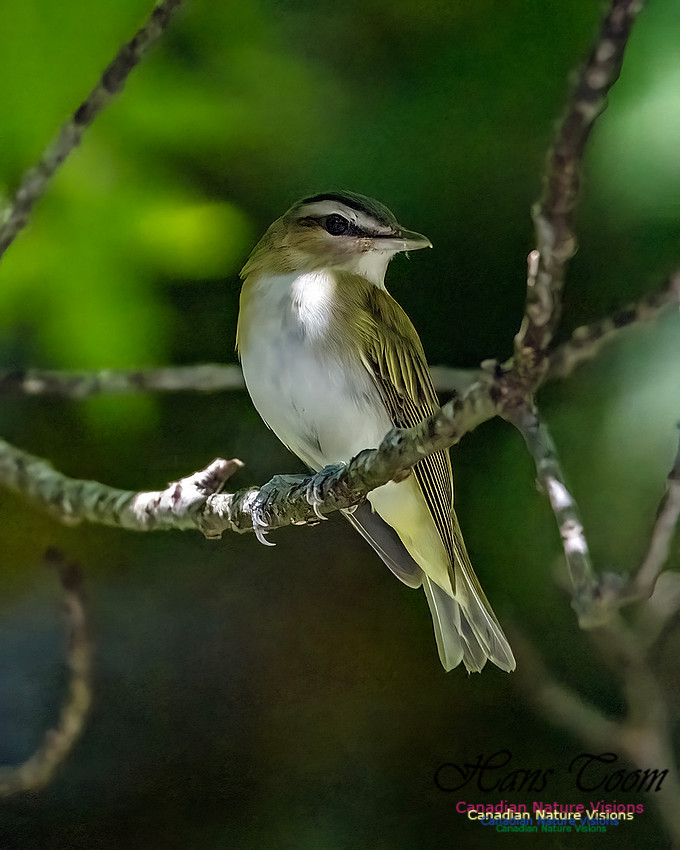 Blue-headed Vireo 100